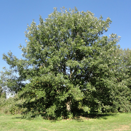 Семена дуба крупноплодного / Quercus macrocarpa Michx., ТМ OGOROD - 10 жёлудей