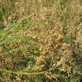 Семена проса «Полтавское золотистое», ТМ OGOROD - 50 кг (мешок)