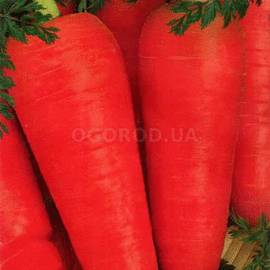 Семена моркови «Кампино», ТМ «Елітсортнасіння» - 2 грамма