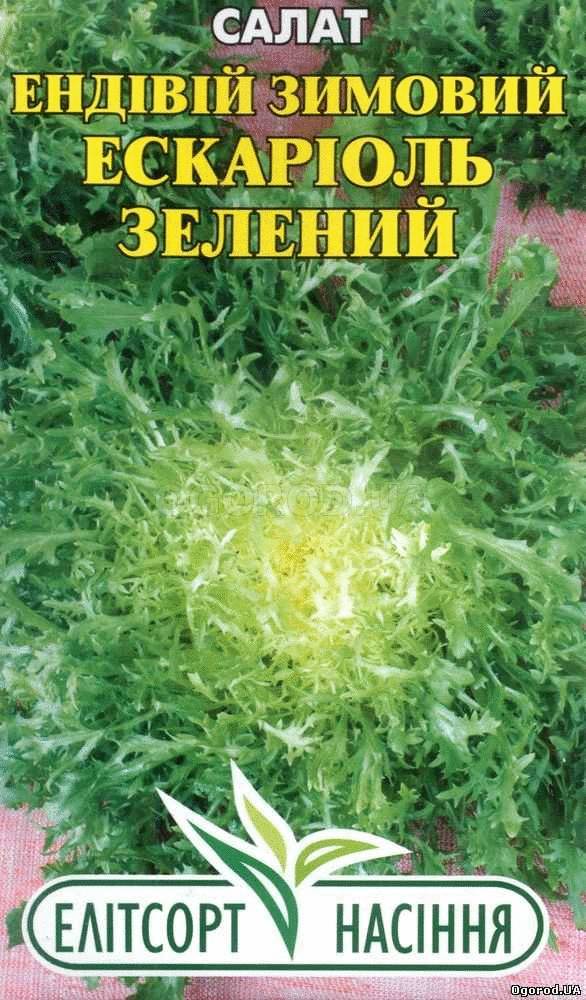 Кликните для увеличения изображения Семена салата «Эскариоль зеленый» (эндивий), ТМ «Елітсортнасіння» - 1 грамм
