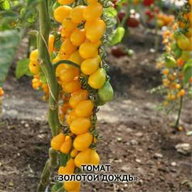 Семена томата «Золотой дождь», ТМ ИОБ НААН - 20 семян