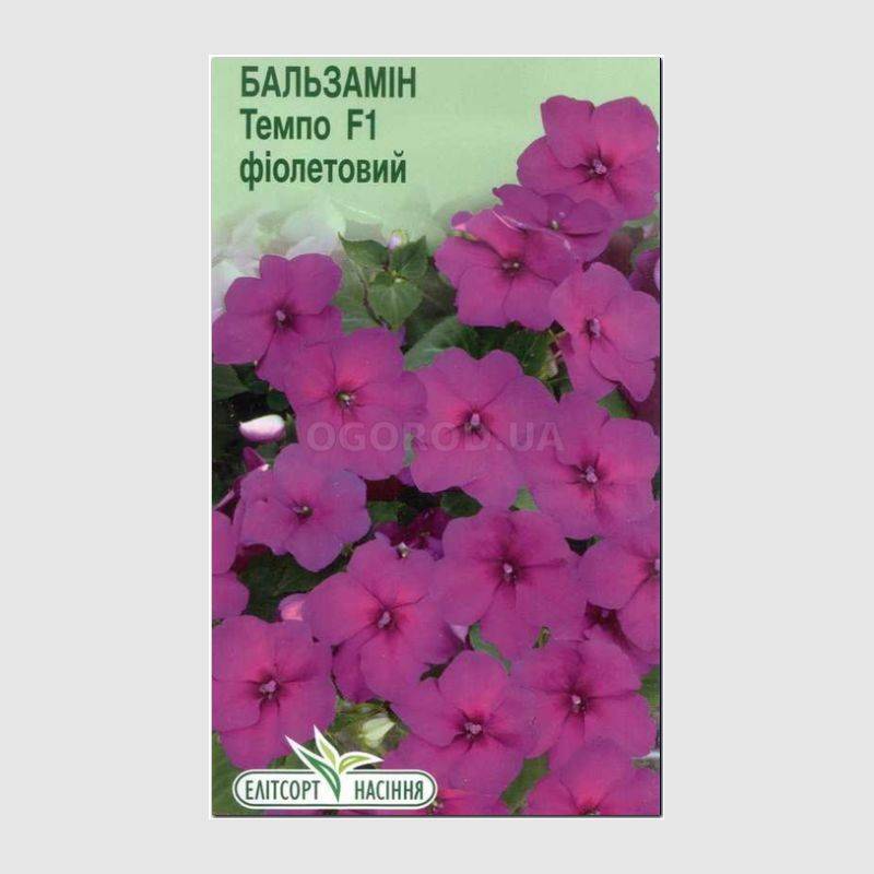 Кликните для увеличения изображения Семена бальзамина «Темпо фиолетовый» F1, ТМ «Елітсортнасіння» - 5 семян