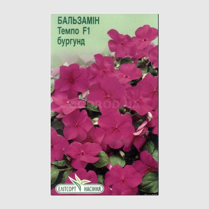 Кликните для увеличения изображения УЦЕНКА - Семена бальзамина «Темпо бургунд» F1, ТМ «Елітсортнасіння» - 5 семян