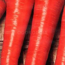 Семена моркови «Королева осени», ТМ «Елітсортнасіння» - 2 грамма