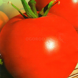 УЦЕНКА - Семена томата «Цифомандра», ТМ «Елітсортнасіння» - 0,1 грамм