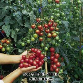 Семена томата «Big Cherry» (Биг Черри), серия «От автора» - 10 семян