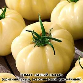 Семена томата «Сахар белый», серия «От автора» - 10 семян
