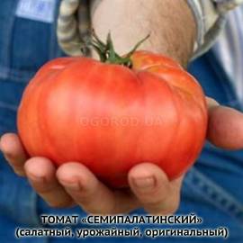Семена томата «Семипалатинский», серия «От автора» - 10 семян
