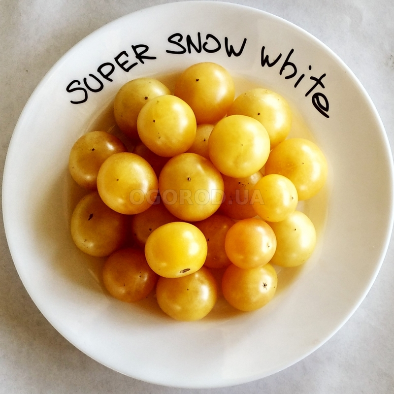 Кликните для увеличения изображения Семена томата «Super snow white» (Супер сноу вайт), серия «От автора» - 10 семян