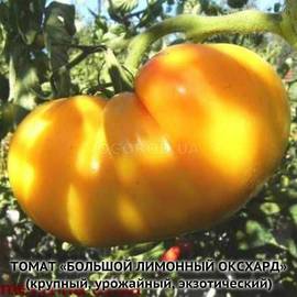 Семена томата «Большой лимонный оксхард», серия «От автора» - 10 семян