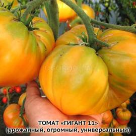 Семена томата «Гигант 11», серия «От автора» - 10 семян