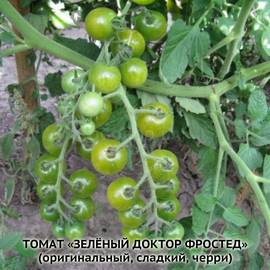 Семена томата «Green Doctor Frosted» (Зеленый доктор Фростед), серия «От автора» - 10 семян