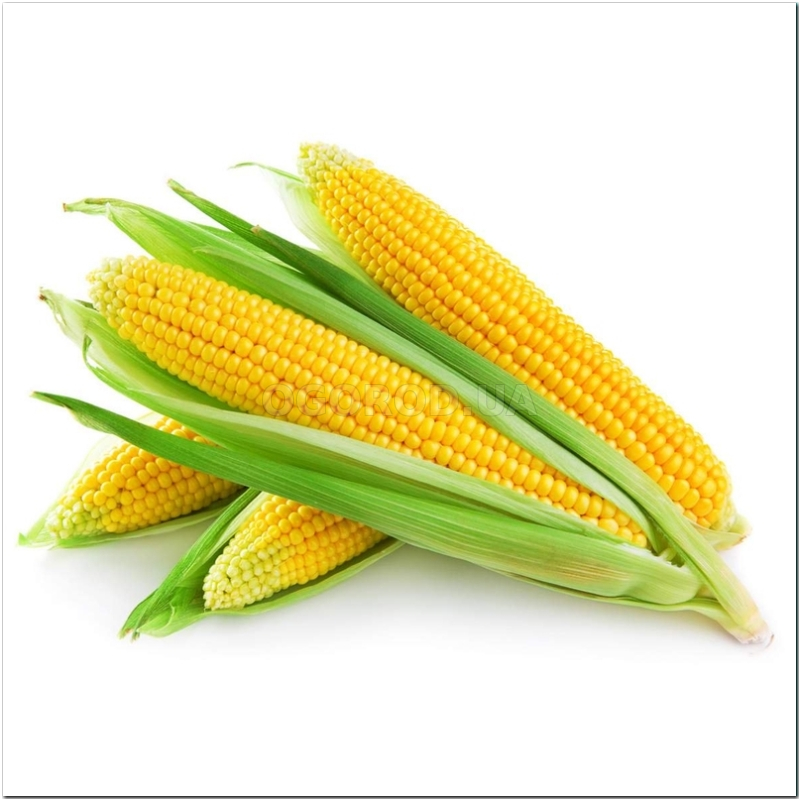 Семена кукурузы сахарной «Веге 1» F1, ТМ «МНАГОР» - 1000 семян купитьнедорого в интернет-магазине семян OGOROD.ua