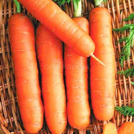 Семена моркови «Калина» F1, ТМ OGOROD - 20 грамм
