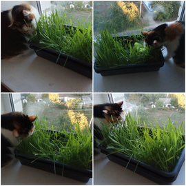 Семена травы для кошек «Стандарт», ТМ OGOROD - 100 грамм