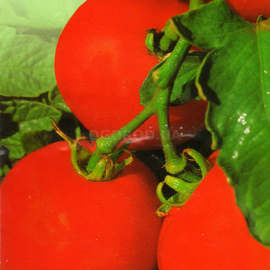 Семена томата «Санька», ТМ «Елітсортнасіння» - 0,1 грамм
