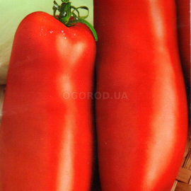 Семена томата «Перцевидный», ТМ «Елітсортнасіння» - 0,1 грамм
