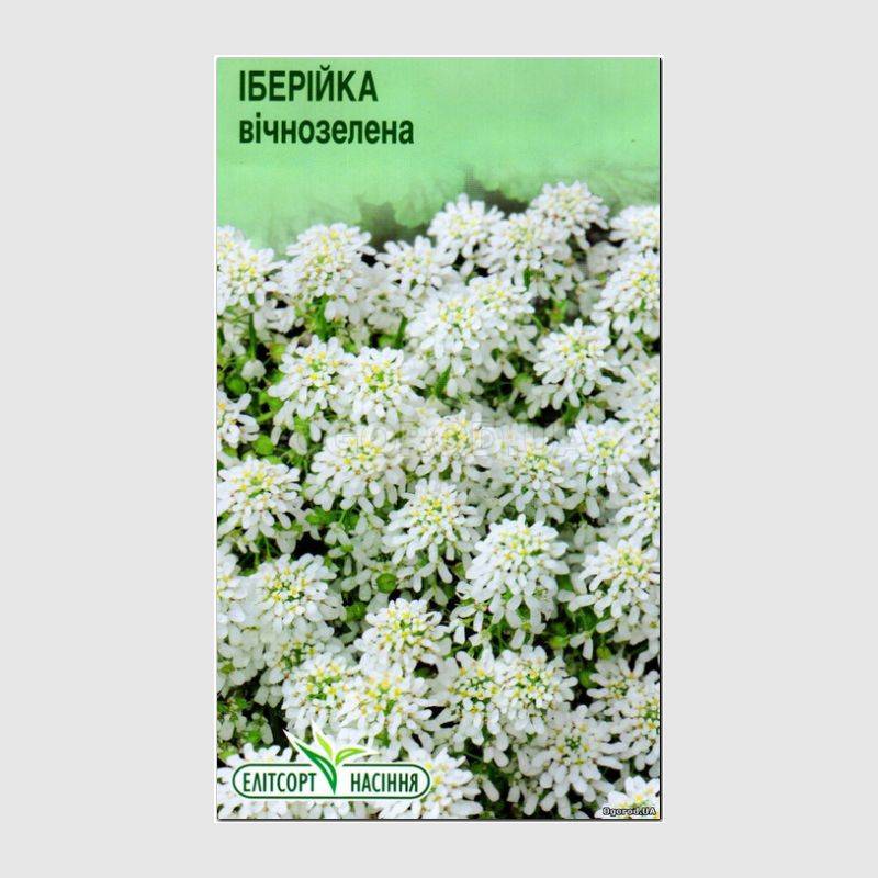 Кликните для увеличения изображения Семена ибериса вечнозеленого, ТМ «Елітсортнасіння» - 0,03 грамма