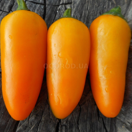 Семена перца острого «Jalapeno NuMex Orange Spice» (Халапеньо Ньюмекс Оранж Спайси), серия «От автора» - 50 семян