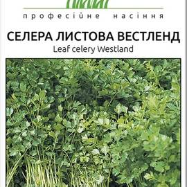 УЦЕНКА - Семена сельдерея «Вэстлэнд», ТМ Hem Zaden - 0,5 грамм