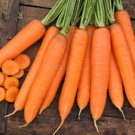 Семена моркови столовой «Сиркана» F1 / Sirkana F1, ТМ «Nunhems» - 3250 семян