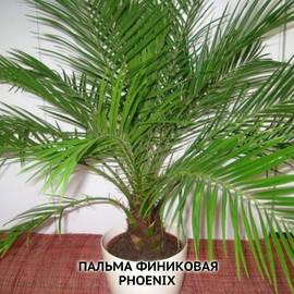 Семена пальмы финиковой, ТМ OGOROD - 2 семечка