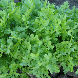Семена кресс-салата «Холодок» / Lepidium sativum, TM OGOROD - 10 грамм