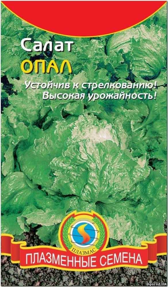 Кликните для увеличения изображения Семена салата «Опал», ТМ «ПЛАЗМЕННЫЕ СЕМЕНА» - 0,9 грамм