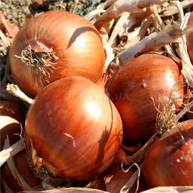 Семена лука «Галант», ТМ OGOROD - 10 грам