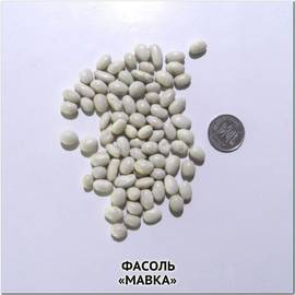 Семена фасоли зерновой «Мавка», ТМ OGOROD - 100 грамм