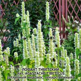 УЦЕНКА - Семена лофанта тибетского / Agastache tibeticus, ТМ OGOROD - 1 кг ≈ 3 000 000 семян (2014 год)
