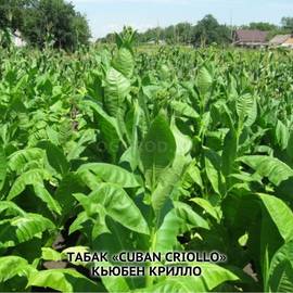 Семена табака «Cuban Criollo» (Кьюбен Криолло), ТМ OGOROD - 300 семян