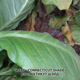 Семена табака «Connecticut Shade» (Коннектикут Шэйд), ТМ OGOROD - 300 семян