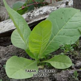 Семена табака «Sherazi» (Ширази), ТМ OGOROD - 300 семян