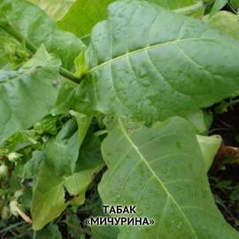 Семена табака «Мичурина», ТМ OGOROD - 300 семян