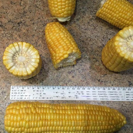 Семена кукурузы сахарной «Багратион» F1 («Чемпион» F1), ТМ «МНАГОР» - 1000 семян