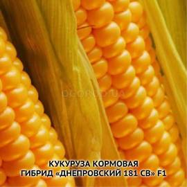 Семена кукурузы «Днепровская 181 СВ» F1 (кормовая), ТМ OGOROD - 25 кг (мешок)