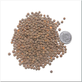 Семена чечевицы красной «Максим», ТМ OGOROD (пр-во Канада) - 25 кг (мешок)