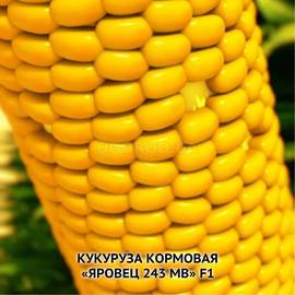 Семена кукурузы «Яровец 243 МВ» F1 (кормовая), ТМ «МНАГОР» - 1000 грамм