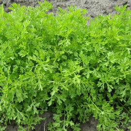 Семена кресс-салата «Мереживо» / Lepidium sativum, TM OGOROD - 10 грамм
