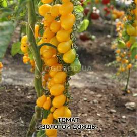 Семена томата «Золотой дождь», ТМ ИОБ НААН - 200 семян