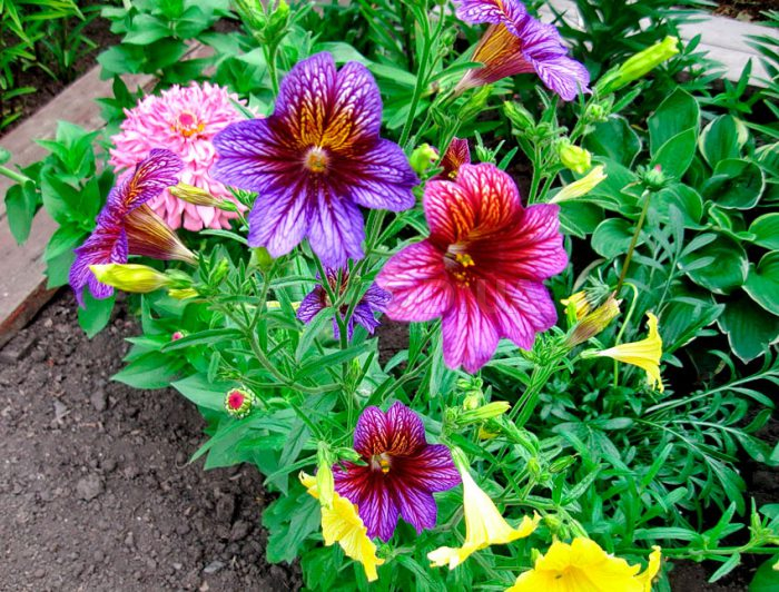 Кликните для увеличения изображения Семена сальпиглоссиса Либра, Purple, ТМ Kitano Seeds - 5 драже EQP в пробирке