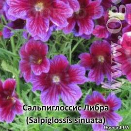 Семена сальпиглоссиса Либра, Purple, ТМ Kitano Seeds - 5 драже EQP в пробирке
