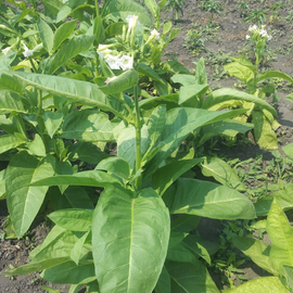 Семена табака «Virginia Gold» (Вирджиния Голд), ТМ OGOROD - 1 грамм (15000 семян)