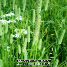 Семена тимофеевки луговой, ТМ OGOROD - 250 грамм