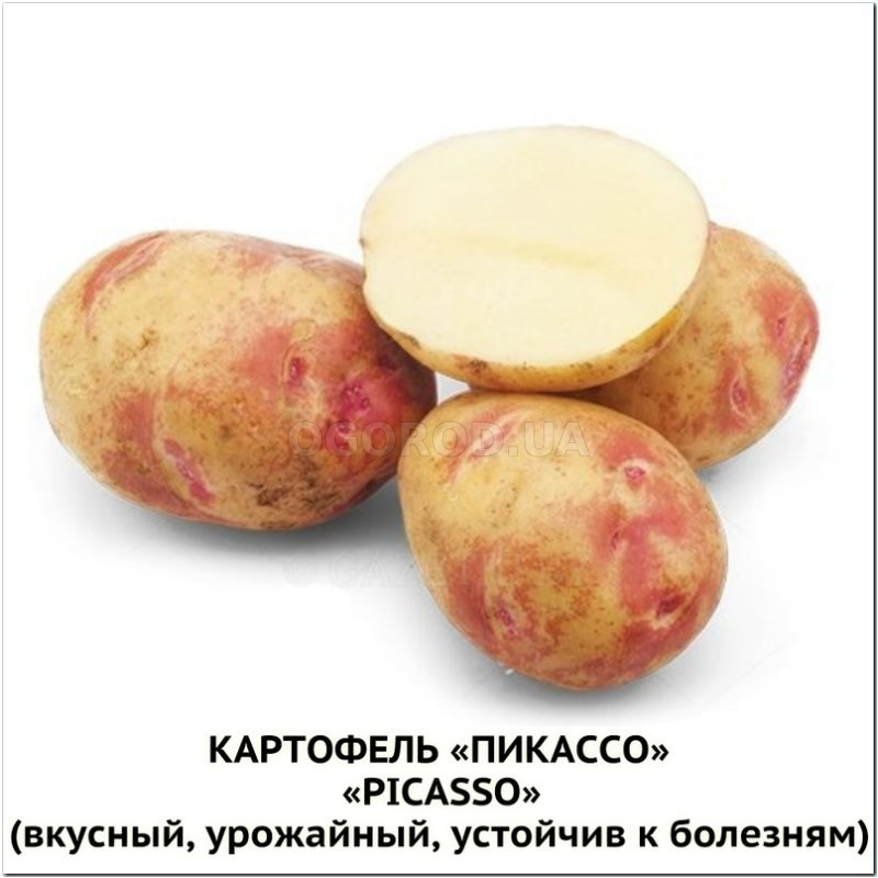 Кликните для увеличения изображения УЦЕНКА - Семена анагаллиса, ТМ «СЕМЕНА УКРАИНЫ» - 0,1 грамм