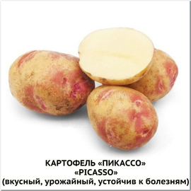 Клубни картофеля «Пикассо», ТМ «ЧерниговЭлитКартофель» - 15 кг (мешок/сетка)