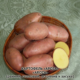 Клубни картофеля «Ароза», ТМ «ЧерниговЭлитКартофель» - 15 кг (мешок/сетка)
