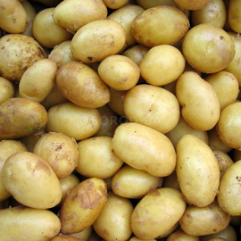 Клубни картофеля «Скарб», ТМ «ЧерниговЭлитКартофель» - 15 кг (мешок/сетка)