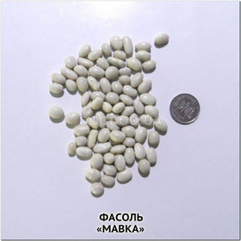 Семена фасоли зерновой «Мавка», ТМ OGOROD - 1000 грамм